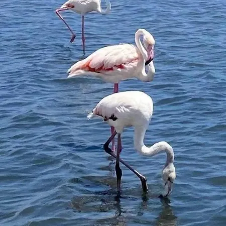 Family-friendly With Pool In The Heart Of Апартаменти Торрев'єха