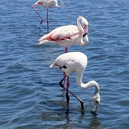 Family-friendly With Pool In The Heart Of Apartment Torrevieja