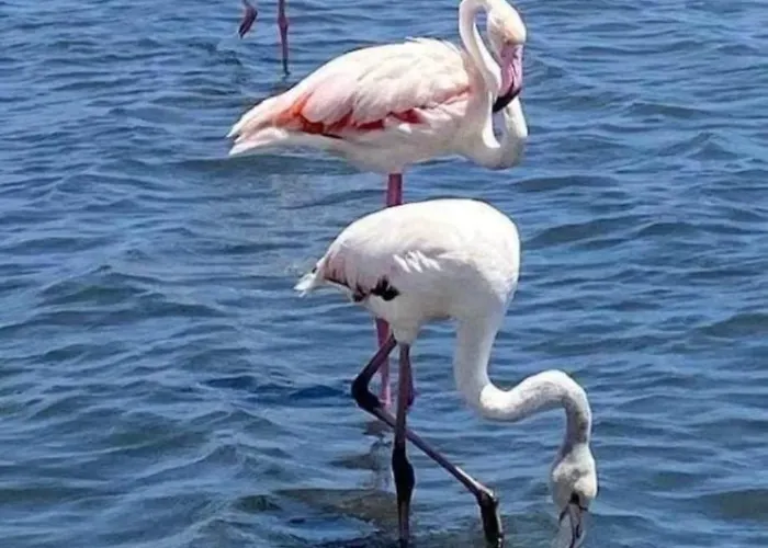 Family-friendly With Pool In The Heart Of Appartement Torrevieja